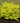 Sunjoy® Citrus Barberry
