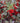 Berry Poppins® Winterberry Holly