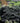 Black Bugbane