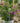 Bloomerang® Dark Purple 'SMSJBP7' Lilac