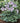 Hosta 'Blue Mouse Ears'
