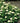 Blue Muffin® Arrowwood Viburnum