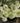 Bobo® Hydrangea