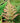 Brilliance® Autumn Fern