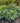 Jack Frost Siberian Bugloss