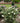 Pugster White® Butterfly Bush
