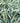 Bunny Blue® Sedge