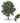 Bur Oak Tree