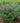 Butterfly Bush 'Miss Ruby'