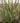 White Feather Reed Grass