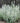 Montrose White Calamintha nepeta
