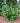 Aphrodite® Sweetshrub