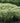 Silver Sceptre Sedge