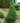 Cedar Rapids™ Threadleaf Falsecypress