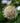 Buttonbush Cephalanthus occidentantlis