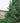 Nootka Falsecypress