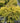 King's Gold Falsecypress