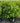 Chicago Lustre® Viburnum