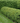 Chicagoland Green® Boxwood