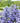 Chocolate Chip Bugleweed