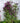Happy Jack® Purple Clematis