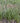 Common Oak Sedge