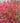 Dwarf Burning Bush