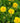 Sunray Coreopsis