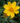 Sand Coreopsis