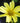 Creme Brulee Coreopsis