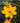 Golden Showers Coreopsis
