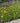 Zagreb Coreopsis
