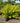 Neon Burst™ Dogwood