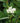 Redosier Dogwood