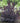 Winecraft Black® Smokebush