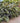 Crested Surf Fern