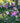 Dark Lavender Chiffon® Hibiscus