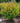 Decadence® Cherries Jubilee Baptisia