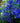 'Blue Butterfly' Larkspur