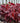 Dolce® Cherry Truffles Coralbells Heuchera