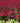 Red Double Knock Out® Shrub Rose