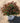 Double Play Doozie® Spiraea