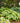 Hosta 'Drop-dead Gorgeous'