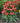 Sombrero Poco™ Hot Coral Coneflower