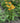 Sombrero® Granada Gold Coneflower