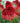 Hot Papaya Coneflower