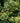 Emerald 'n' Gold Euonymus