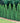 Emerald Green Arborvitae