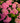 Endless Summer® Bloomstruck® Hydrangea