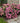 Endless Summer® Pop Star® Hydrangea